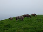 鬼まぁくんさんの原生花園あやめヶ原の投稿写真1
