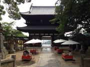 petptgさんの五人百姓の投稿写真1