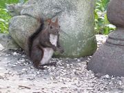 かなこさんの真鍋庭園の投稿写真1
