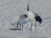 asamiyさんの釧路湿原国立公園の投稿写真2