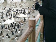 うめさんの瓢湖水きん公園への投稿写真1
