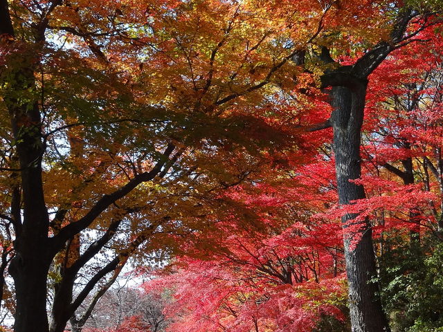 遊歩道_西山公園