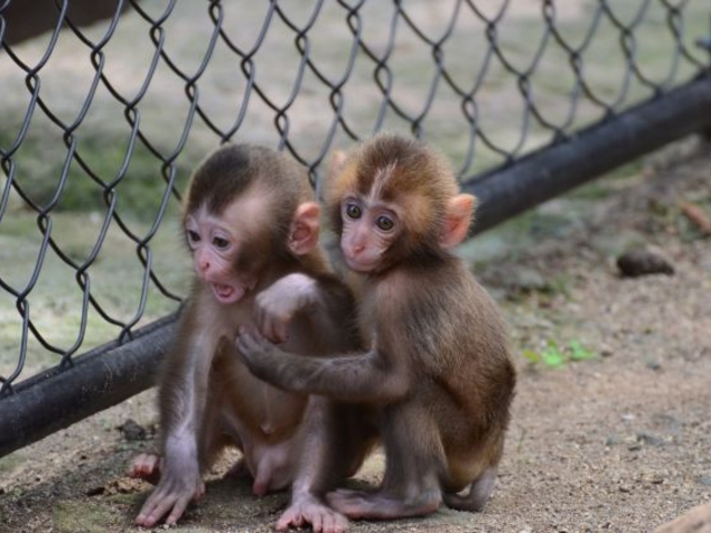 今年生まれたばかりの子ザルでした。これがまたかわいい!_高崎山自然動物園