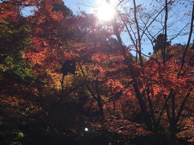 ルートゼロさんの大矢田もみじ谷の投稿写真1