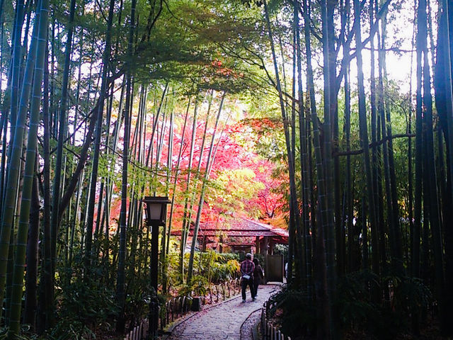 朝の竹林の小径_竹林の小径