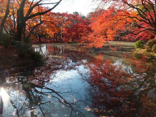 京都府立植物園
