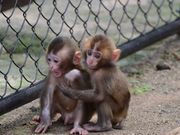ひろりなさんの高崎山自然動物園の投稿写真2