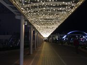 あがっち!さんのカルミアの投稿写真2