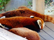 しどーさんの西山動物園の投稿写真2