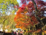 めーさんの興聖寺の投稿写真1