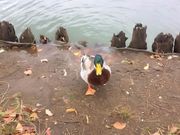 ゆうさんの緑ヶ丘公園の投稿写真2