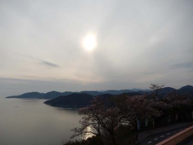 w-masaさんの万葉岬の桜の投稿写真1