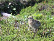 とくちゃんさんの乗鞍高原の投稿写真1