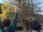 シンジさんの筒賀の大銀杏の投稿写真1