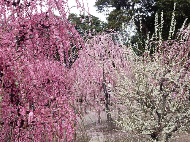 毎年観に来ますが、とてもきれいでした。_結城神社