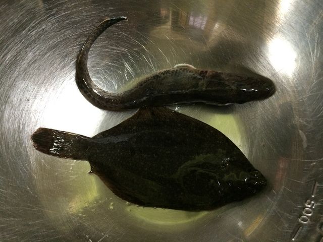 近くの漁港で釣ったカレイとハゼ_富津海岸
