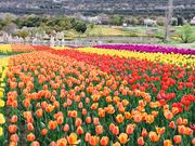 アスパラさんの淡路島国営明石海峡公園の投稿写真1