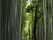バラ色だぁさんの大河内山荘庭園の投稿写真1
