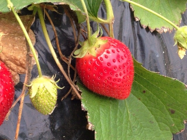 いちご_石田農園