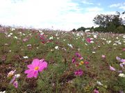 なべ太郎さんのぎふ清流里山公園の投稿写真3