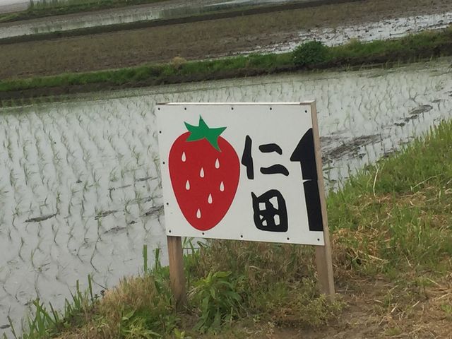 GORさんの仁田苺園の投稿写真1