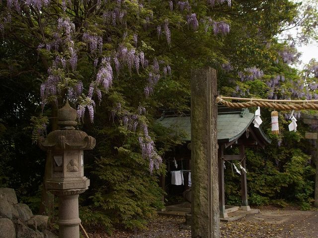 神社の手水所付近の藤の花_藤尾八幡神社の藤
