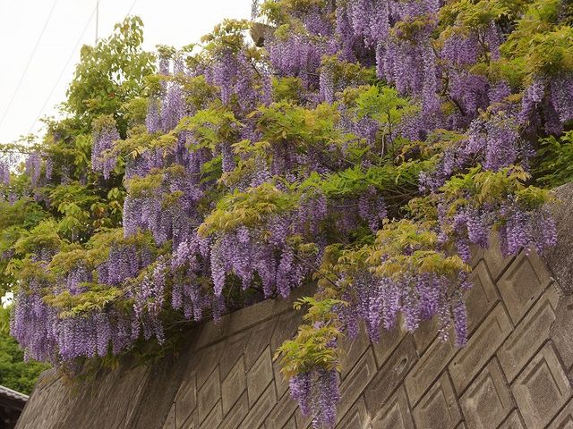 本殿前の藤の花_藤尾八幡神社の藤