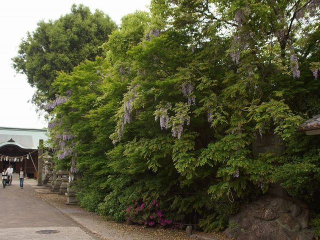 本殿の藤の花_藤尾八幡神社の藤