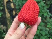 GORさんの仁田苺園の投稿写真2