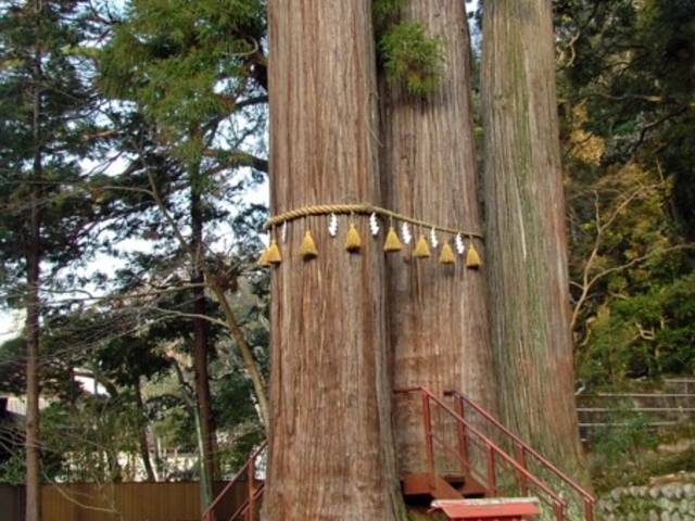 夫婦杉「子宝の杉」_日枝神社