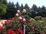 junpeさんの金沢南総合運動公園 バラ園の投稿写真1