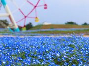 mocoさんの海の中道海浜公園の投稿写真1