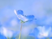 mocoさんの海の中道海浜公園の投稿写真3