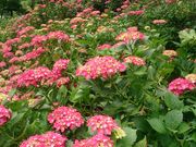 まゆちゃんさんの見帰りの滝の投稿写真1