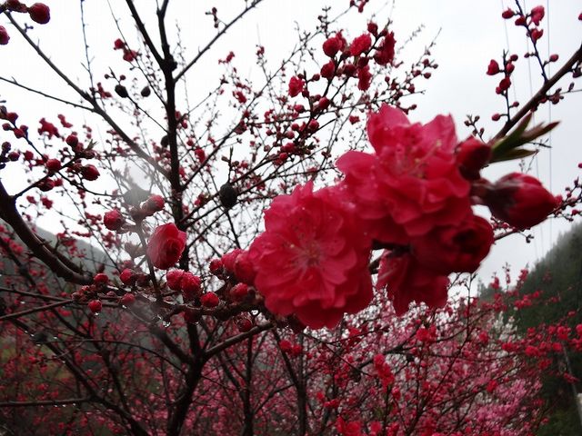 花桃発祥の地(はなもも街道)