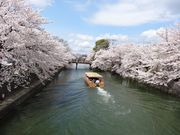 ミキてぃーさんの岡崎さくら・わかば回廊十石舟めぐり(岡崎桜回廊ライトアップ&十石舟めぐり)の投稿写真1
