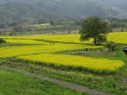 ミキてぃーさんの千曲川河川公園(リバーサイドパーク)の投稿写真2