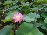 がんさんの唐招提寺の投稿写真1