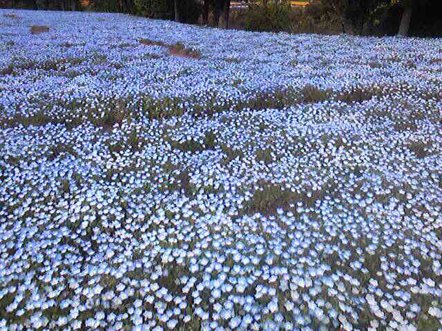 ネモフィラ_くじゅう花公園
