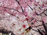 つかちゃんさんの花園中央公園の投稿写真3