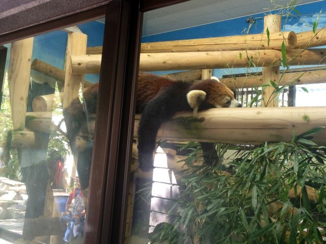レッサーパンダのテッカ君_福岡市動植物園