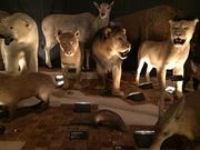 まりちさんの神奈川県立生命の星・地球博物館の投稿写真1