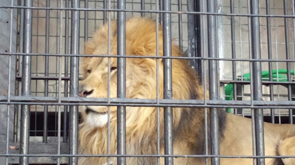 野毛山動物園