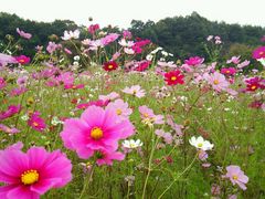 香山ラベンダーの丘の写真1