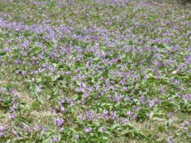 kenkenさんの奥出雲町のカタクリの投稿写真1