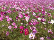 ゆきんこさんの水城跡の投稿写真1