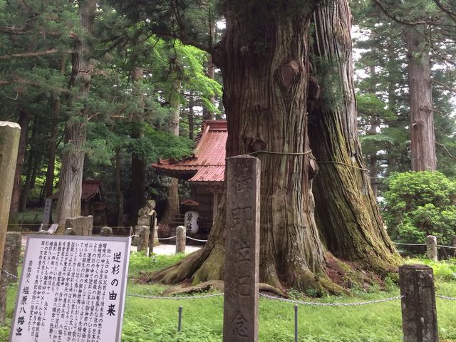 とても立派です_八幡神社の逆杉