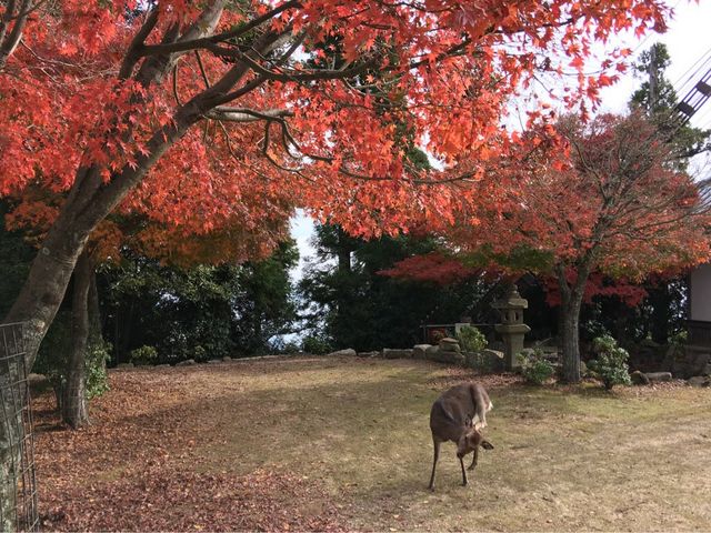 宮島の紅葉