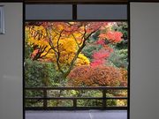 ぶんちゃんさんの高桐院の投稿写真2