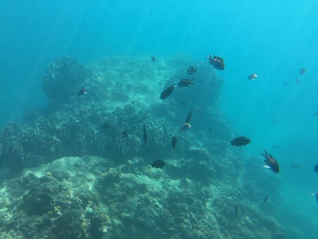 魚が自然に泳いでいます_海洋自然博物館マリンジャム